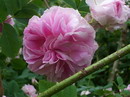 Damask rose